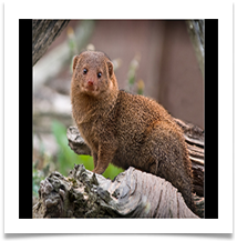 DWARF MONGOOSE resized - Des Hawley